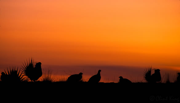 Sage grouse