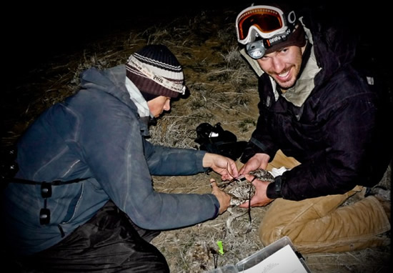 Sage-grouse tagging