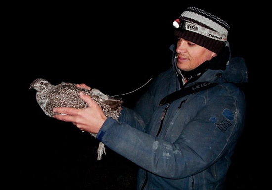 Sage-grouse tagging